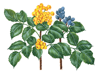 Oregon grape