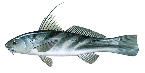 Northern kingfish