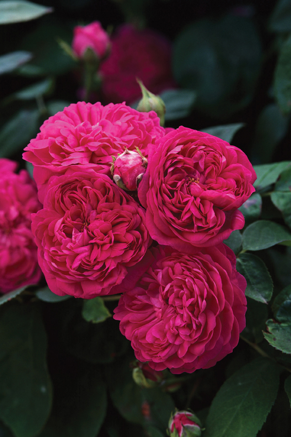 Damask rose