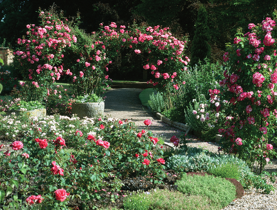 Rose garden