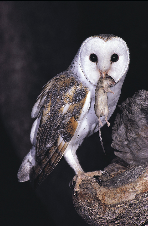 Barn owl with prey