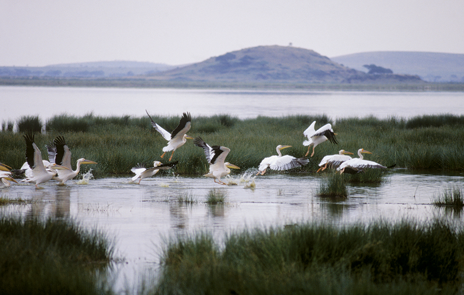 Great white pelicans