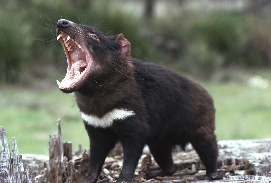 Tasmanian devil