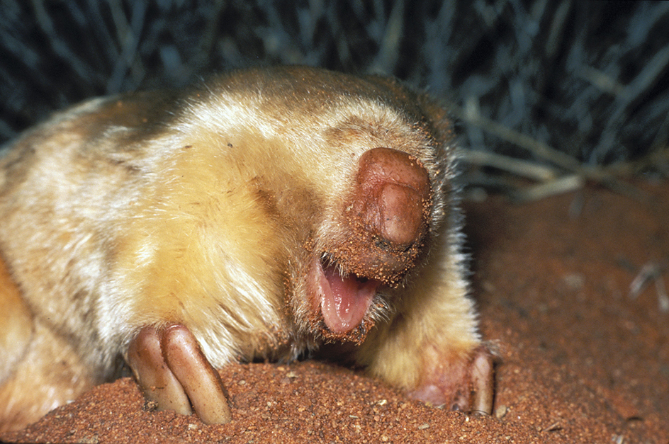 Marsupial mole