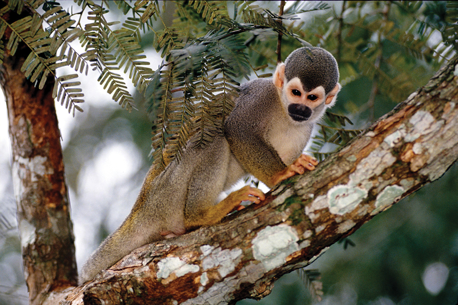 Squirrel monkey