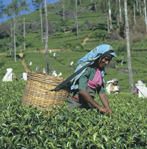 Sri Lankans harvest tea