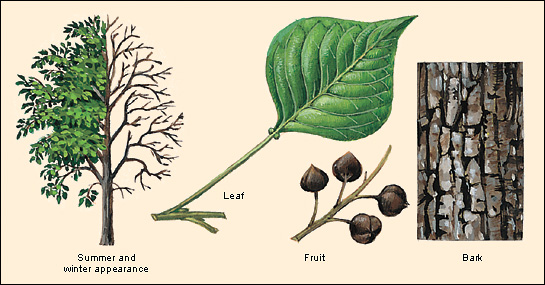 Chinese tallowtree