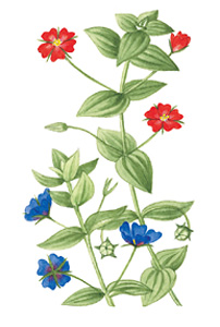 Scarlet pimpernel