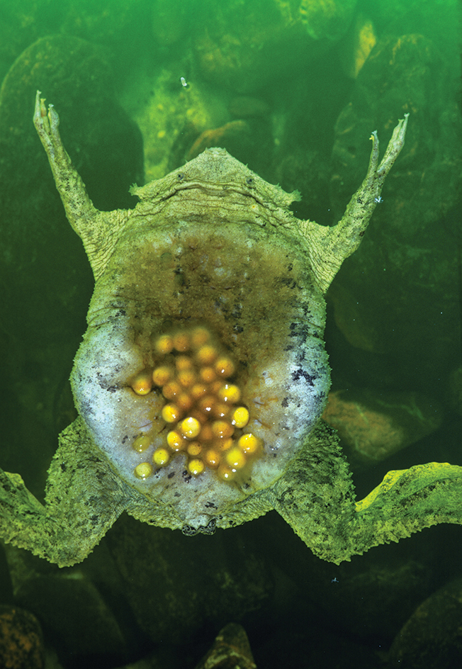 Surinam toad