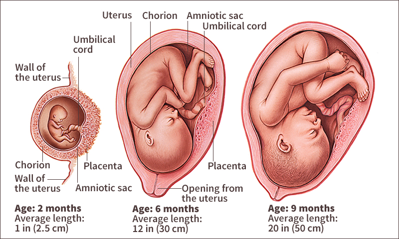 Baby's development before birth