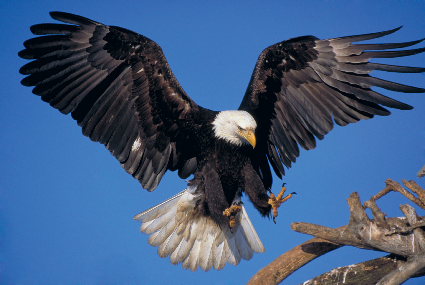 Bald eagle