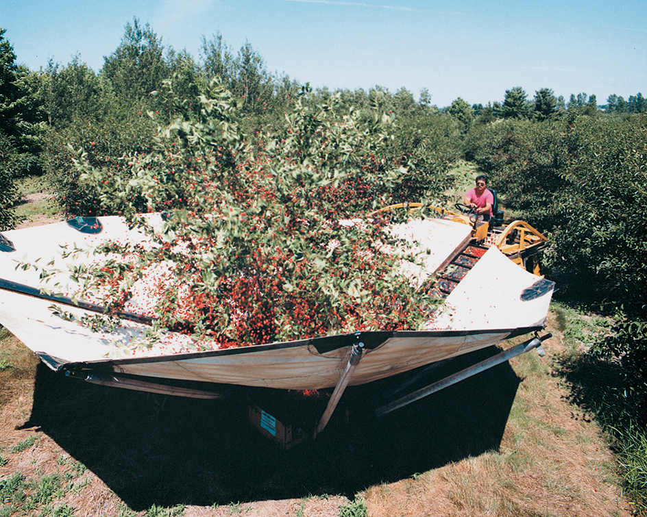 Workers harvest cherries