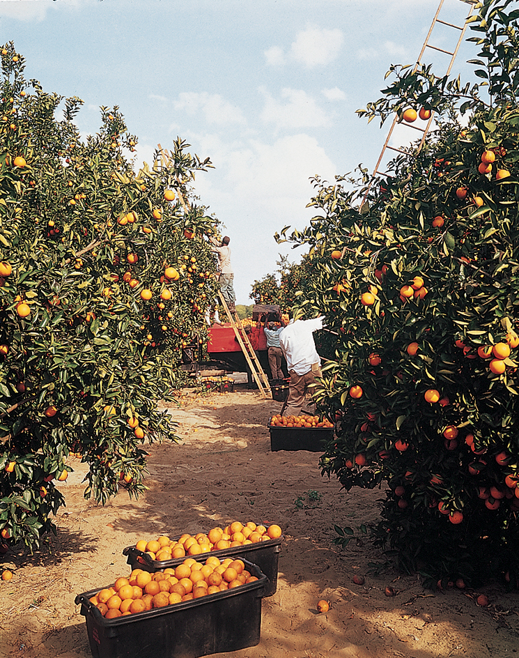 Harvesting oranges