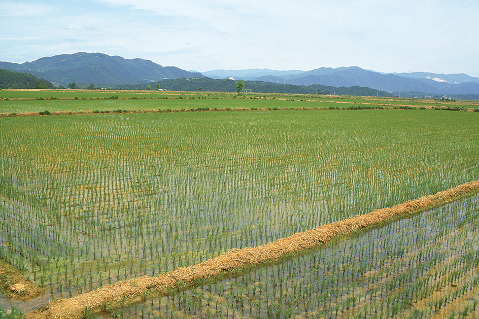 Rice field in South Korea