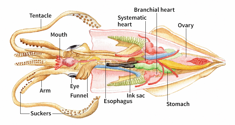 Parts of a female squid