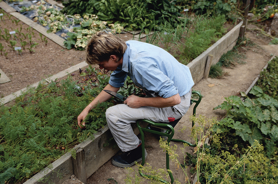 Kitchen garden