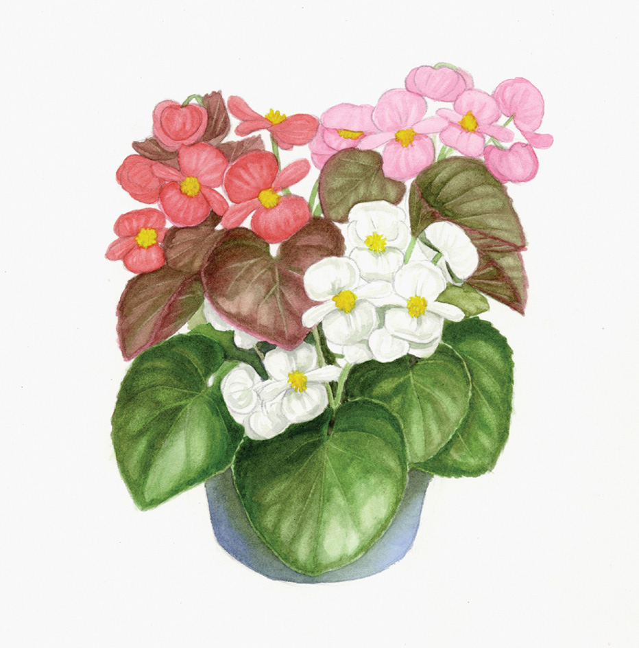 Begonia