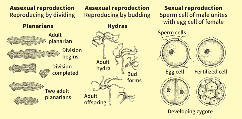 Animal reproduction