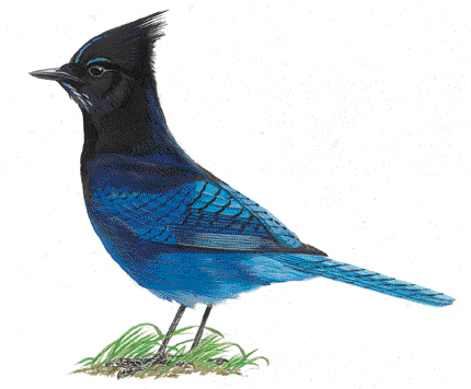 Steller's jay