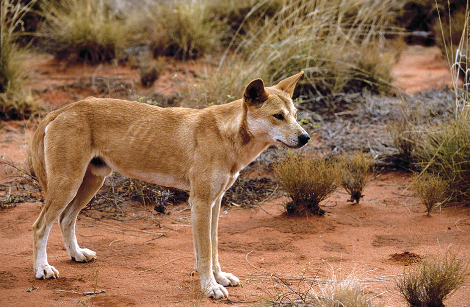 Dingo