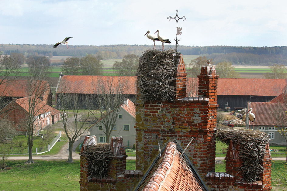 Storks on a church in Poland