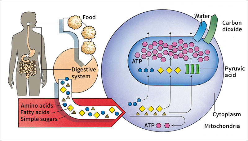 Producing energy in a human cell