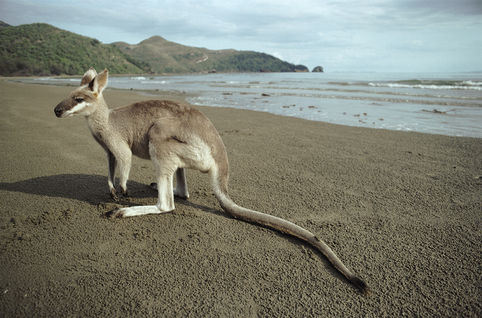 Whiptail wallaby