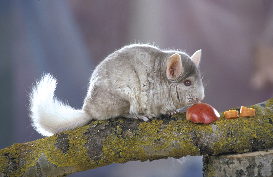 Chinchilla