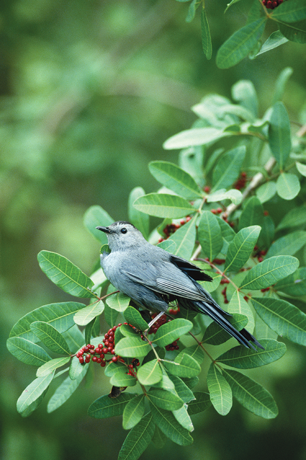 Catbird