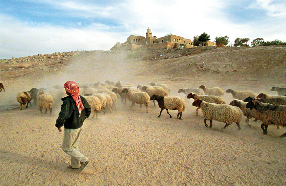 An Arab boy herds sheep in the Middle East.