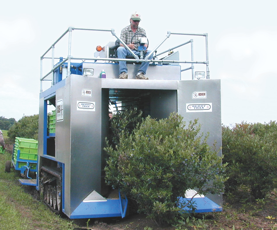 Harvesting blueberries