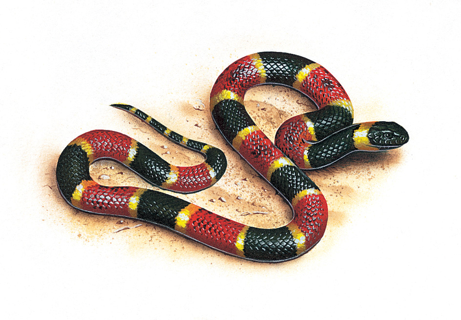 Eastern coral snake