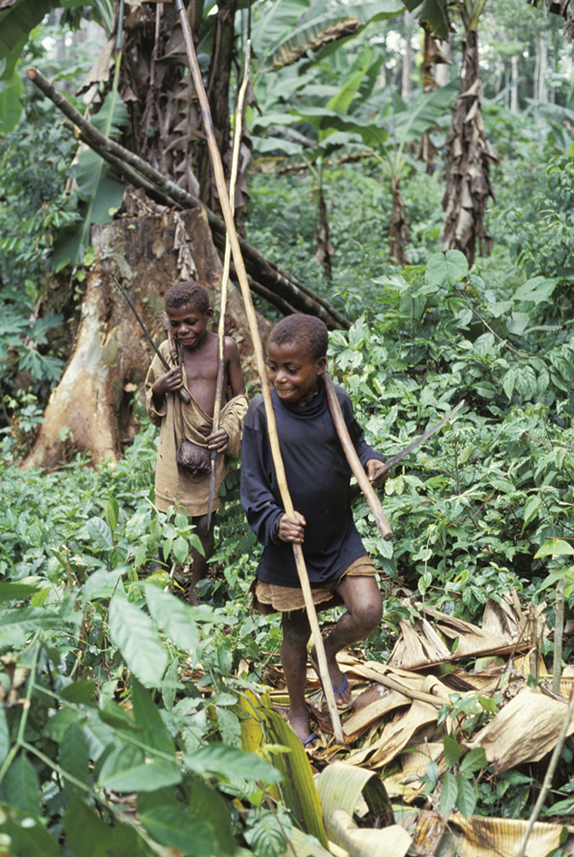 Rain forest in Cameroon