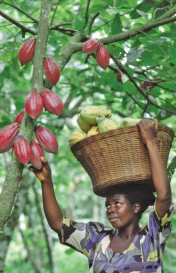 Cacao harvesting