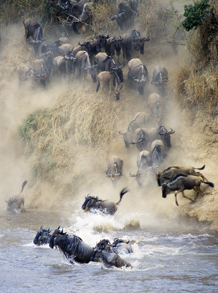 Wildebeest migration