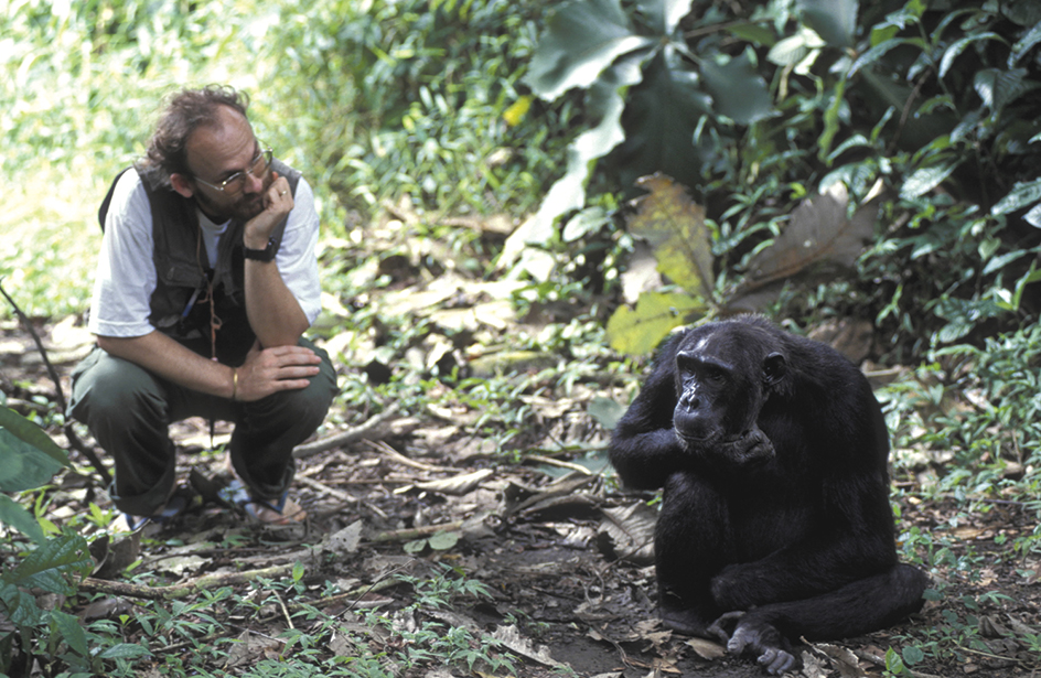 Primatologist observes a chimpanzee