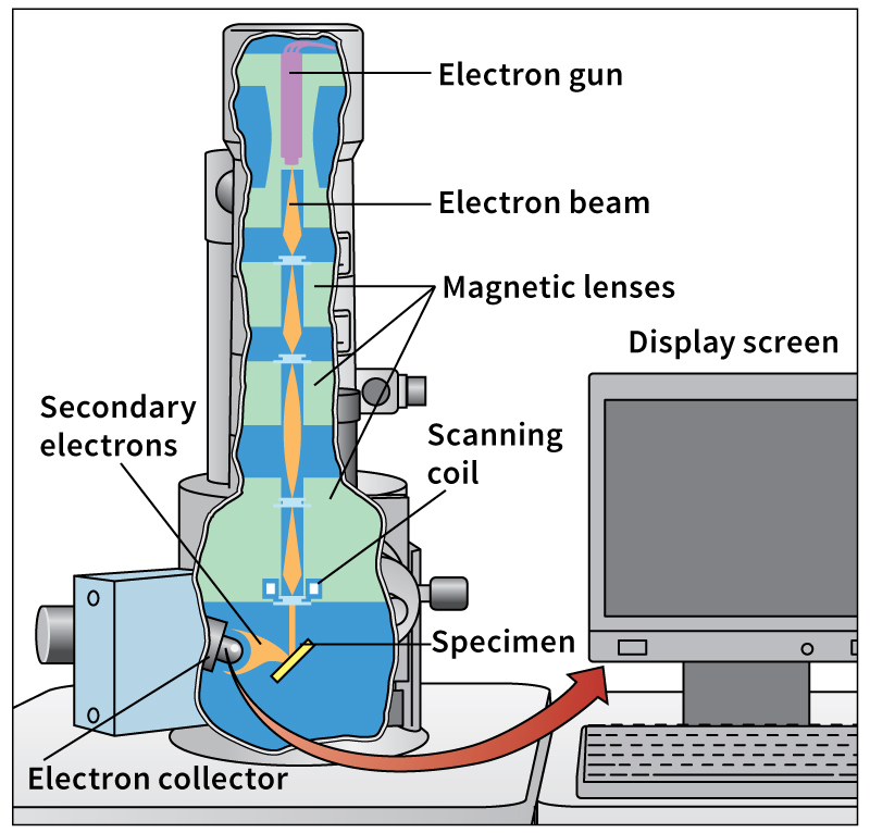 Scanning electron microscope