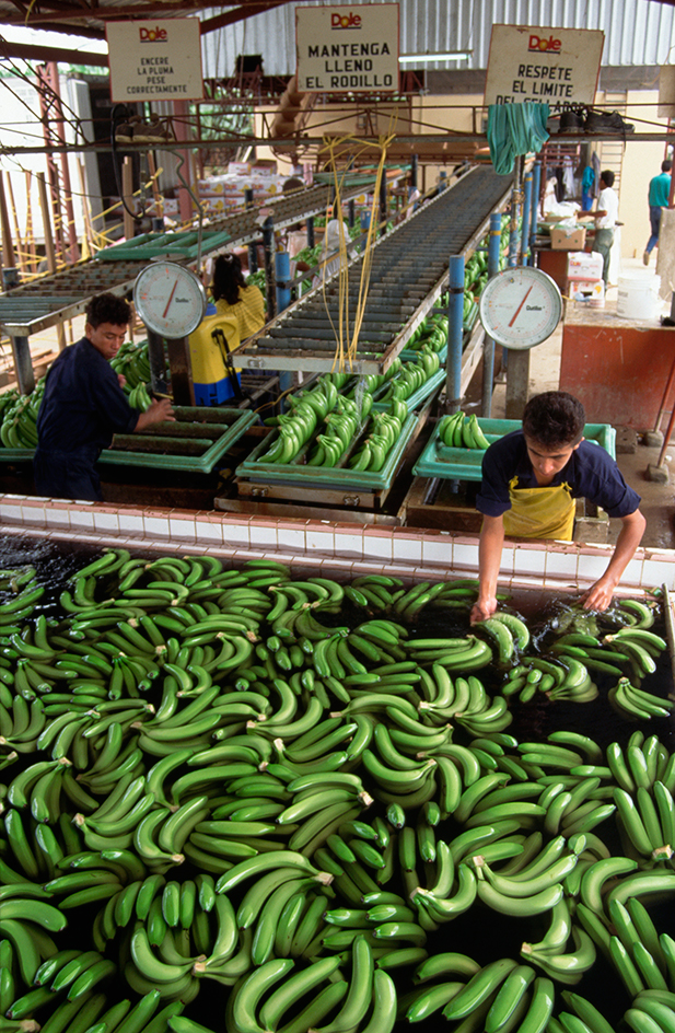 Banana processing plant in Ecuador