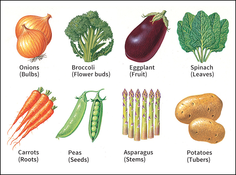 Plant parts used as vegetables