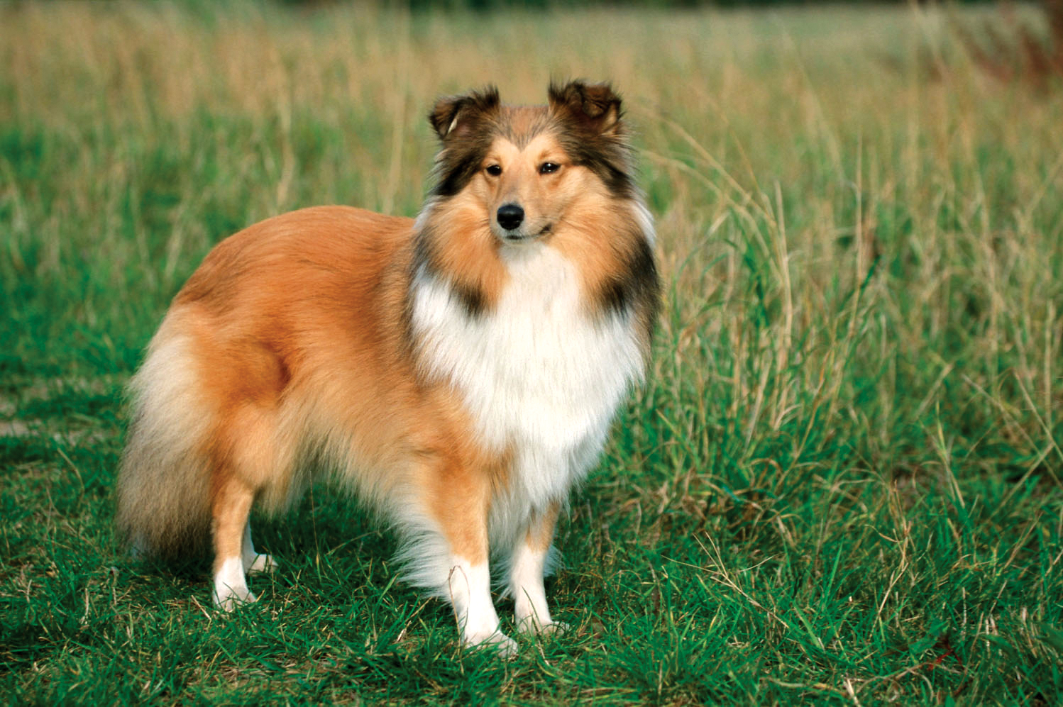 Shetland sheepdog