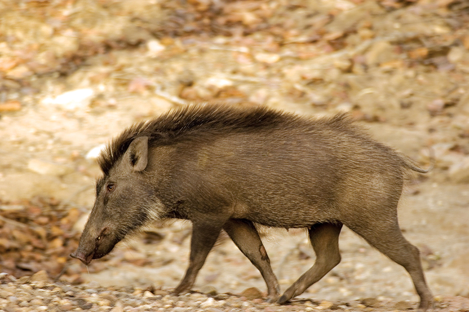 Wild boar