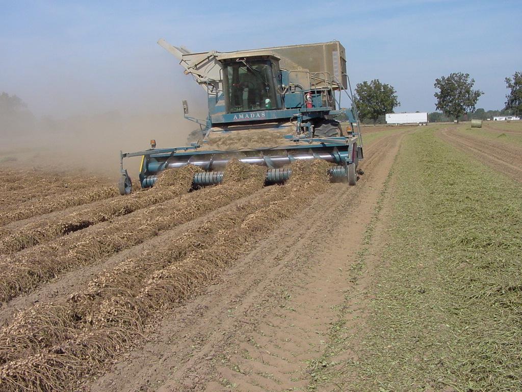 Harvesting peanuts