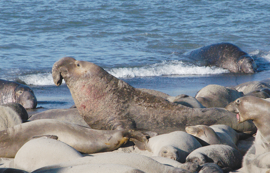 Elephant seals