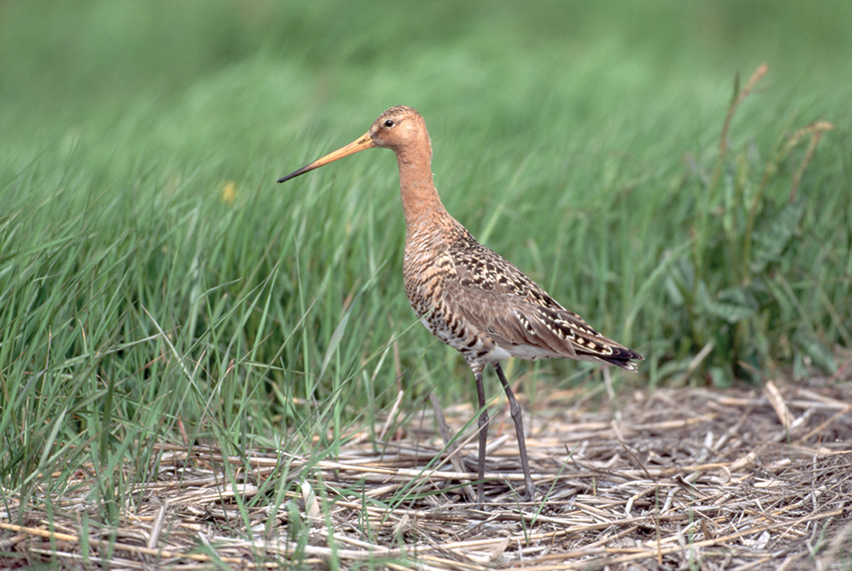 Black-tailed godwit