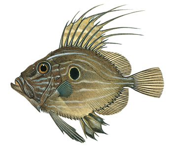 John Dory