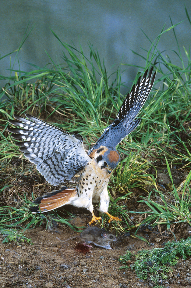 American kestrel