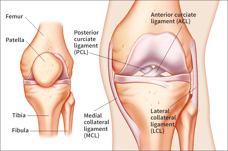 Parts of a knee