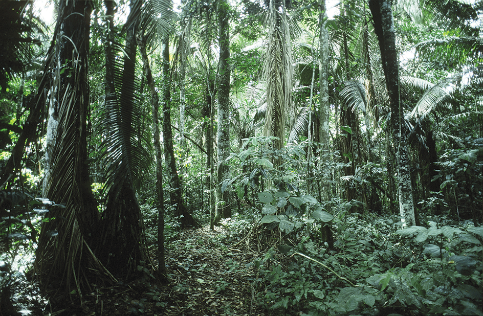 Rain forest in Peru