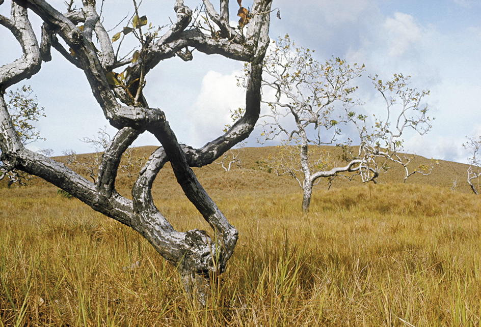 Guiana Highlands savanna