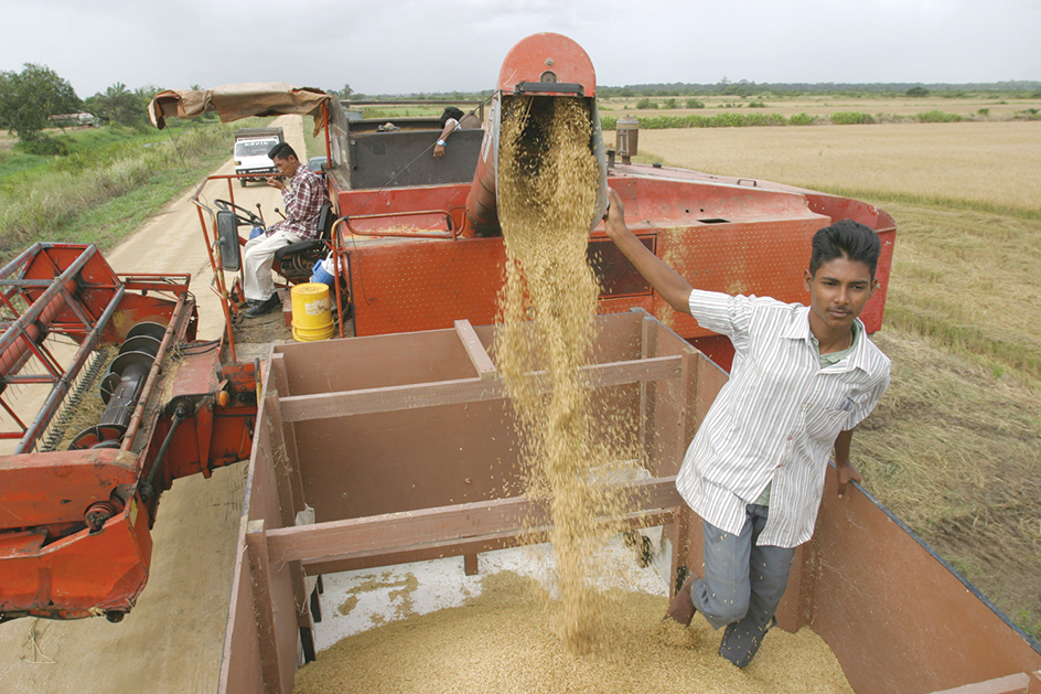 Rice harvest in Suriname